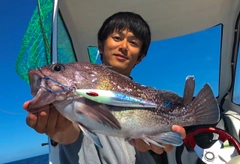 マゾイの釣果