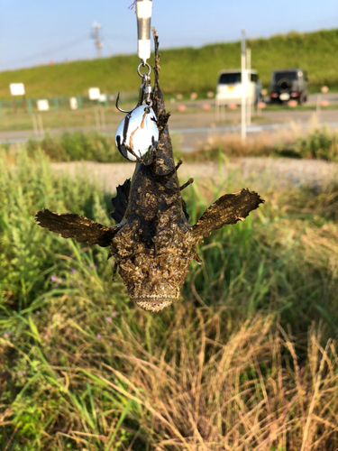 オニオコゼの釣果