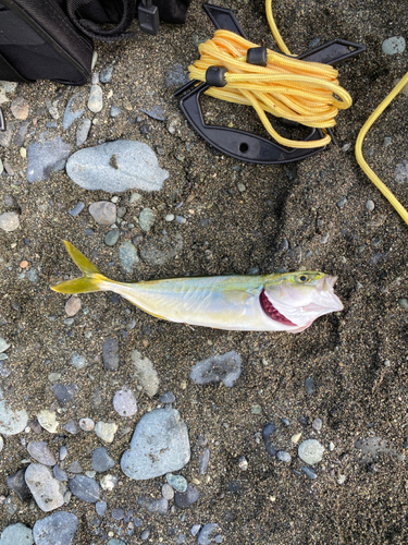 ワカシの釣果