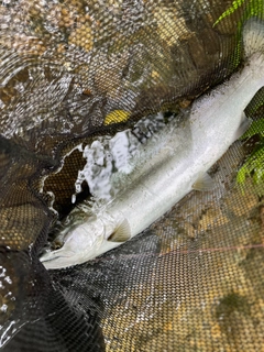 サクラマスの釣果