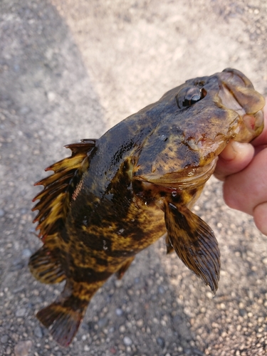 タケノコメバルの釣果