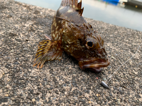 カサゴの釣果