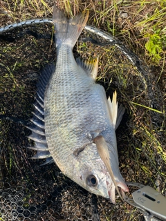 キビレの釣果