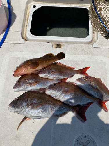 マダイの釣果