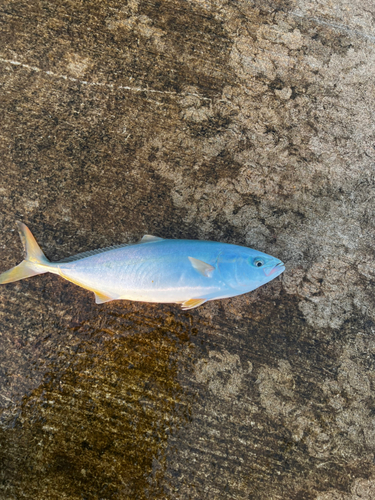 ヒラマサの釣果