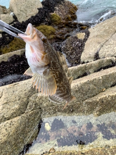 アイナメの釣果