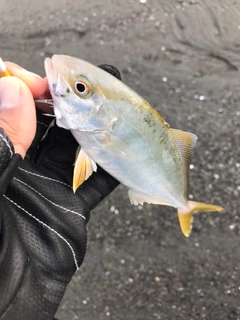 ショゴの釣果