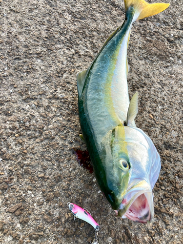 ハマチの釣果