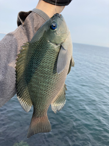 クチブトグレの釣果