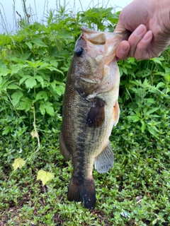 ラージマウスバスの釣果