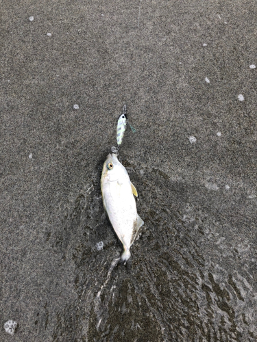 ショゴの釣果