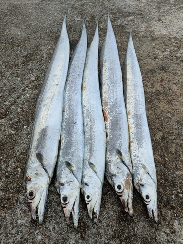 タチウオの釣果