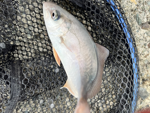 ショゴの釣果