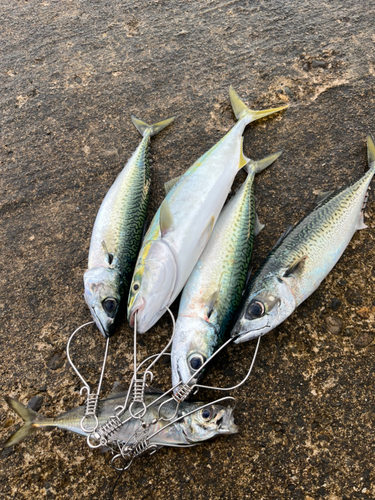 イナダの釣果