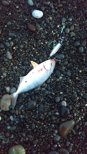 シオの釣果