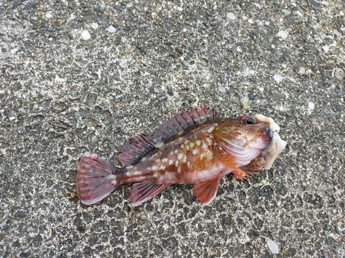 カサゴの釣果