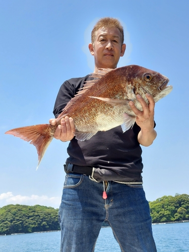 マダイの釣果