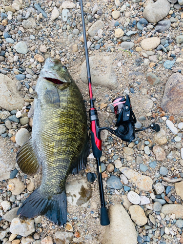 スモールマウスバスの釣果