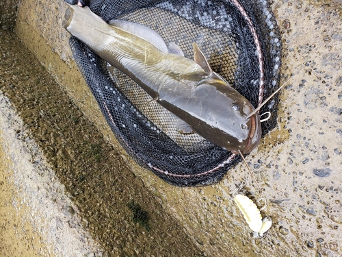 ナマズの釣果