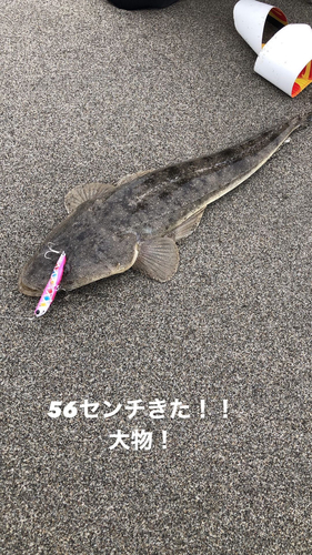 マゴチの釣果