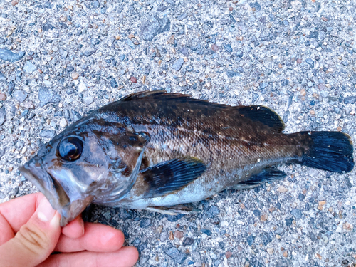 クロソイの釣果