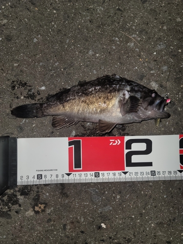 クロソイの釣果