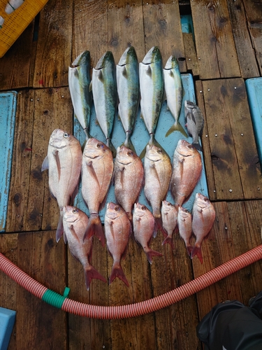 マダイの釣果