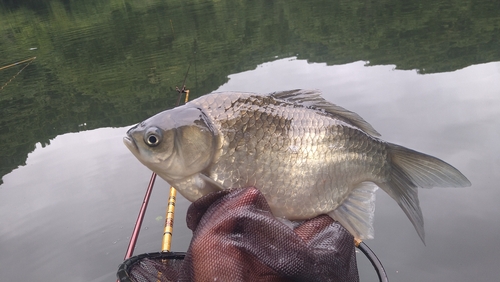 ヘラブナの釣果