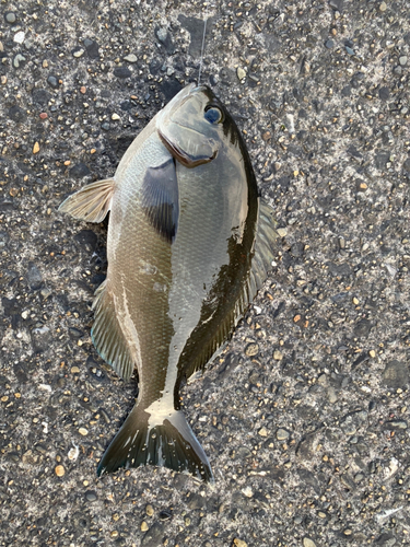 メジナの釣果