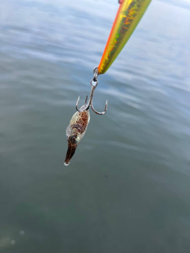 イカの釣果