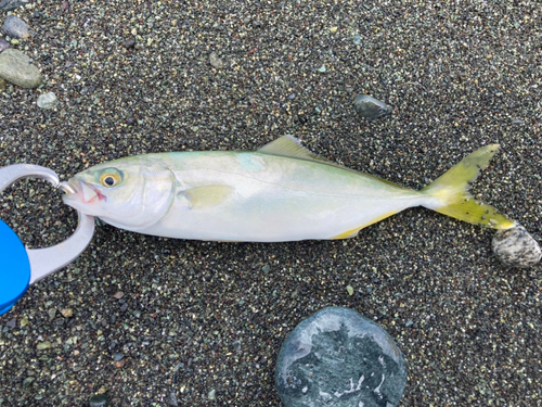 ワカシの釣果