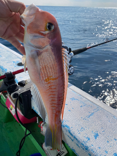 アマダイの釣果