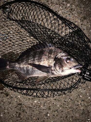 チヌの釣果