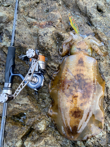 アオリイカの釣果