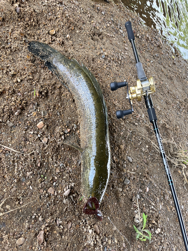 ライギョの釣果