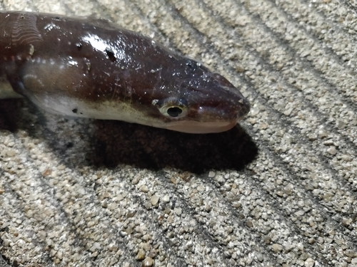 アナゴの釣果