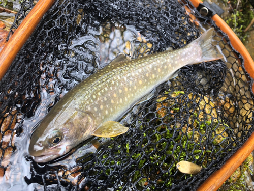 イワナの釣果