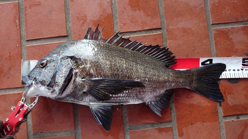 チヌの釣果