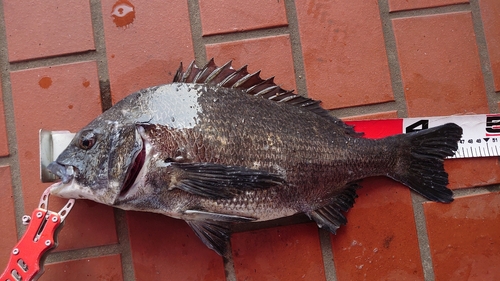 チヌの釣果