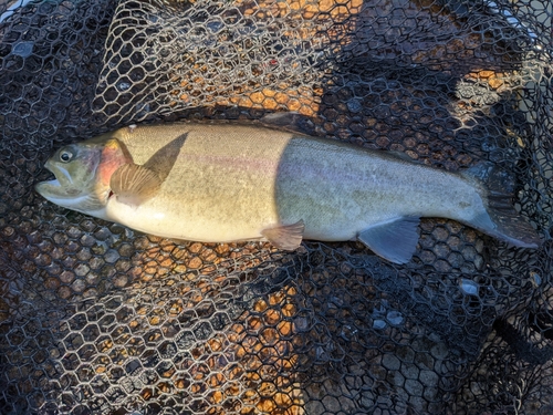 ニジマスの釣果