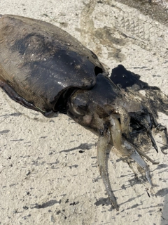 モンゴウイカの釣果