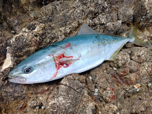 イナダの釣果