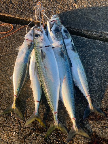 サバの釣果