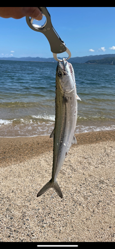 サゴシの釣果