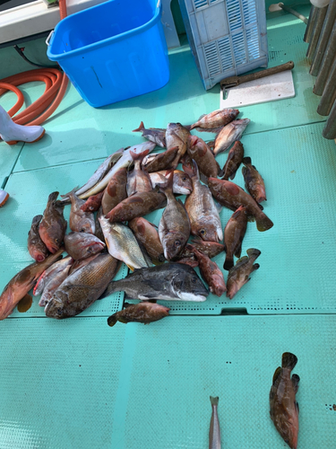 タイの釣果