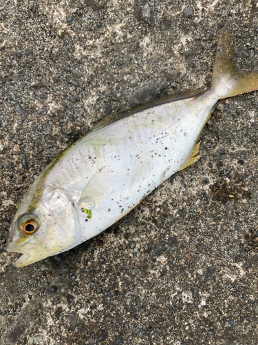 ショゴの釣果