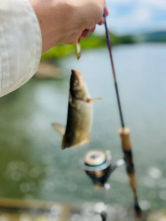 エゾウグイの釣果