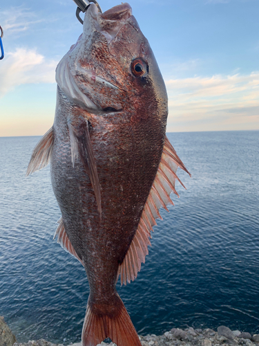 マダイの釣果