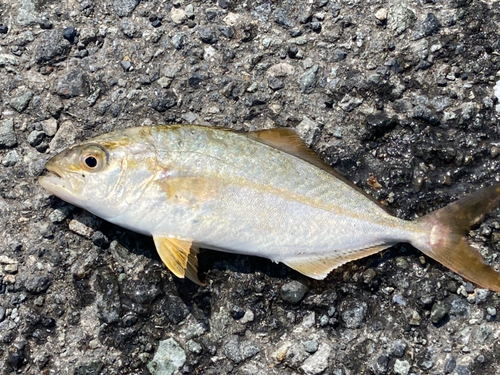 ショゴの釣果