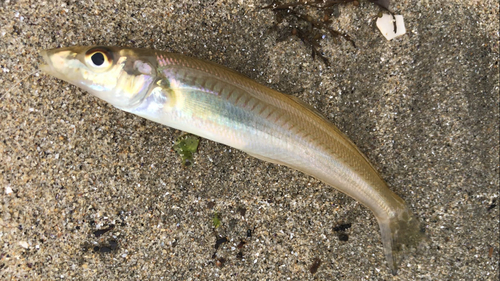 シロギスの釣果